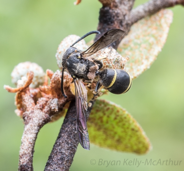 Photo of Ancistrocerus antilope by Bryan Kelly-McArthur